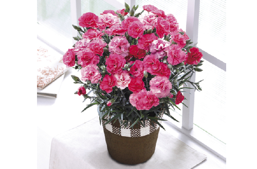 カーネーション「さくらもなか」