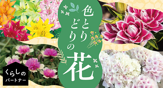 くらパー